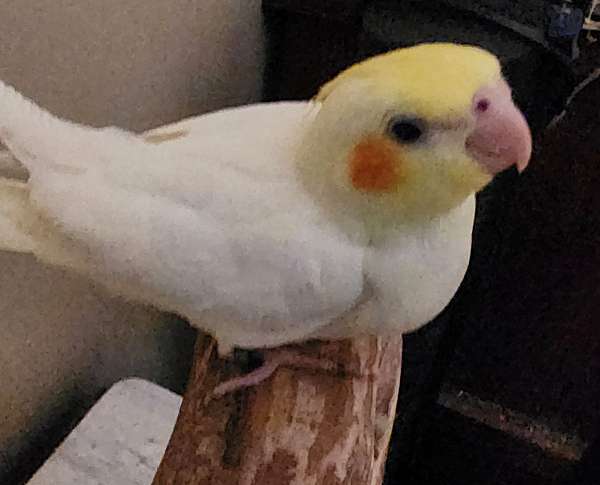 young-cockatiel-for-sale