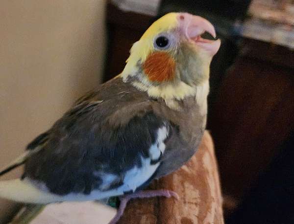 cinnamon-lutino-bird-for-sale-in-murfreesboro-tn