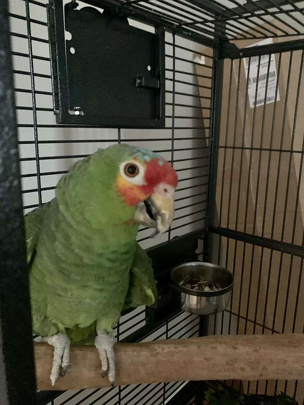 red-lored-amazon-parrot-for-sale