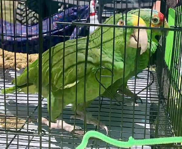 tame-panama-amazon-parrot-for-sale