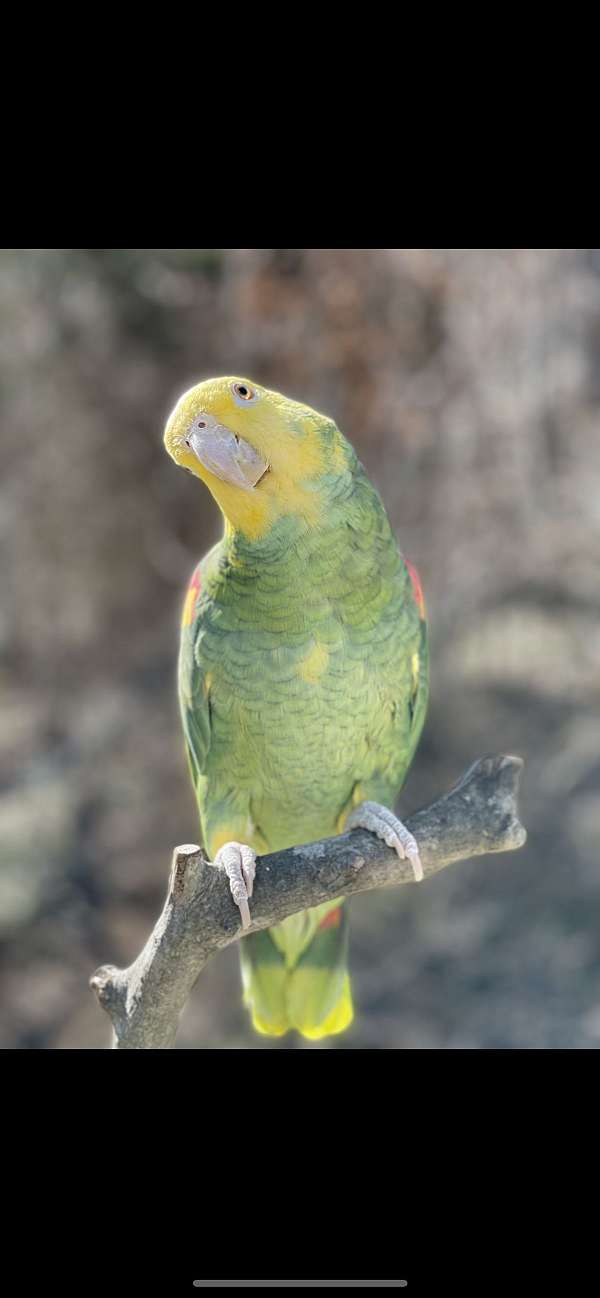 double-yellow-head-amazon-parrot-for-sale-in-west-virginia
