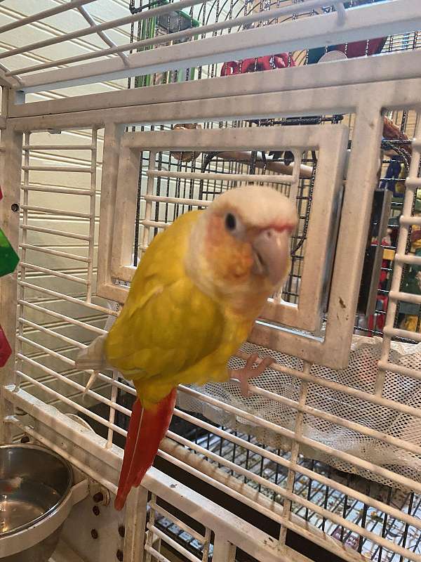 red-yellow-bird-for-sale-in-cartersville-ga