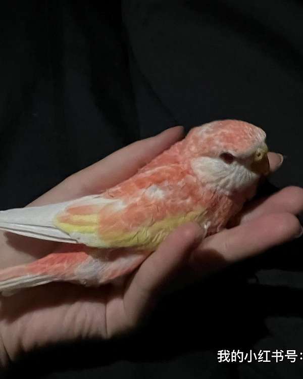 bourke-parakeet-for-sale