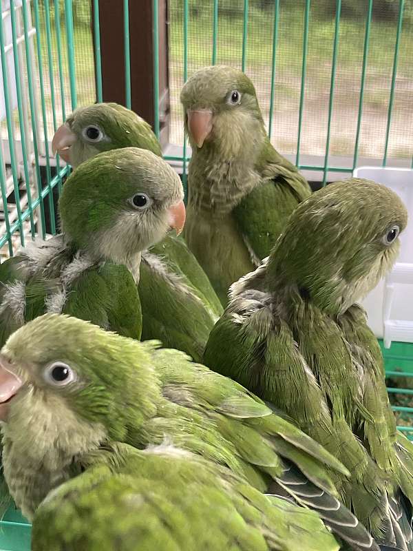 quaker-parrots-for-sale-in-seffner-fl