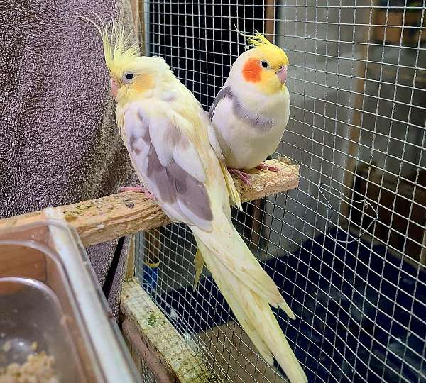 bonded-pair-bird-for-sale-in-monroe-oh