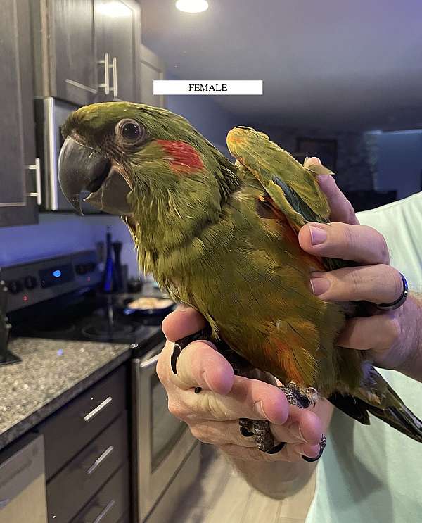 red-front-macaw-for-sale