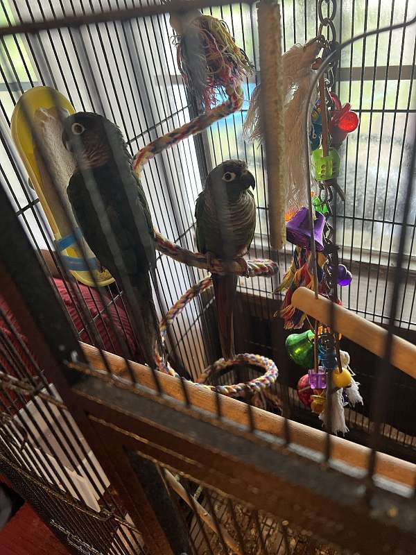 green-cheek-conure-for-sale-in-west-monroe-la