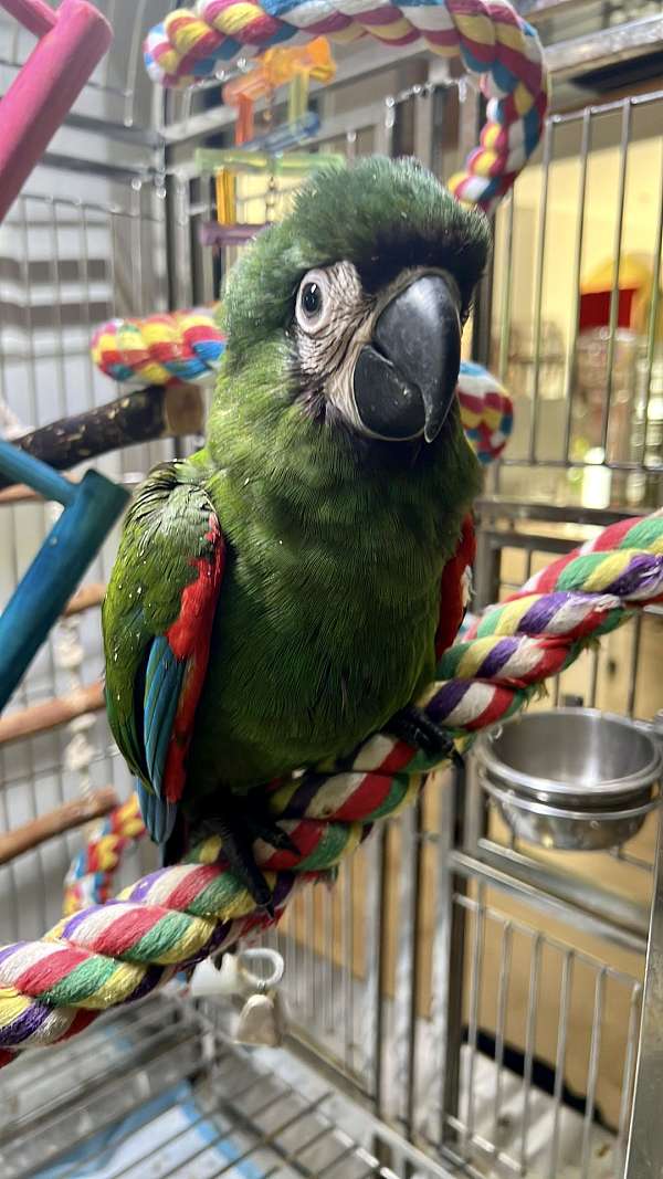 male-macaw-severe-macaw-for-sale