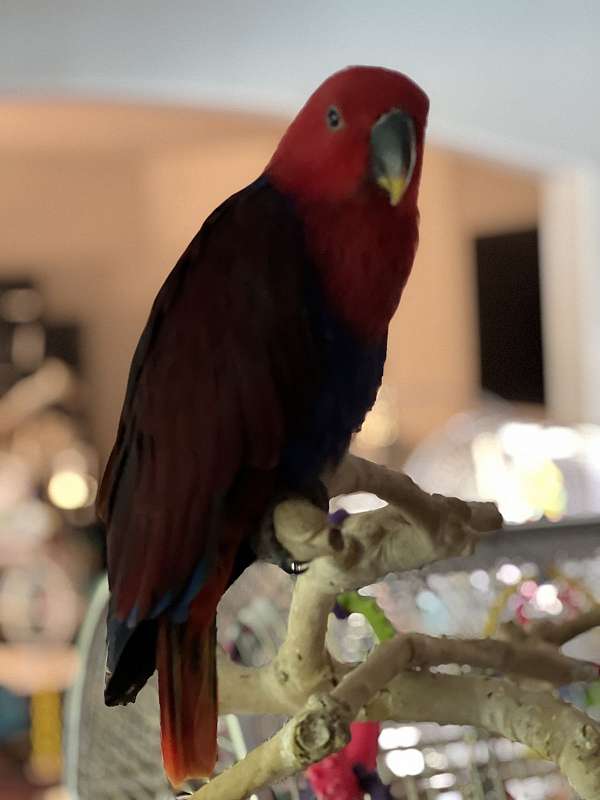 red-sided-eclectus-parrots-for-sale