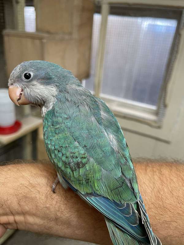 quaker-parrots-for-sale