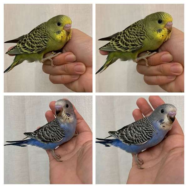 Parakeet babies hand fed