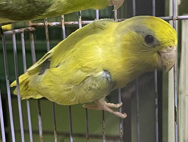 pacific-parrotlet-for-sale-in-thomasville-ga