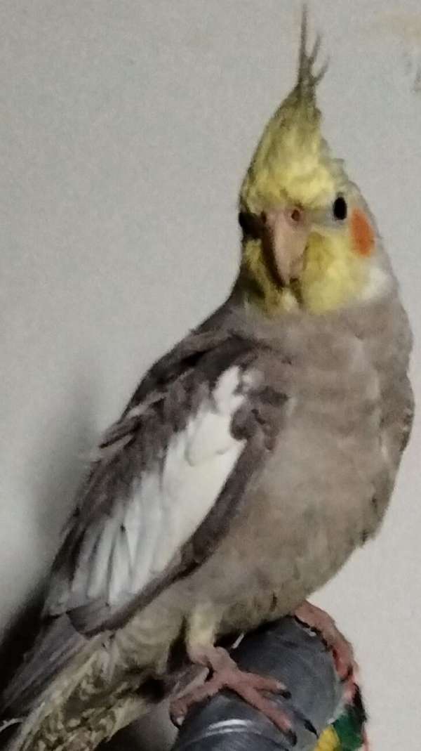 Baby Cockatiel