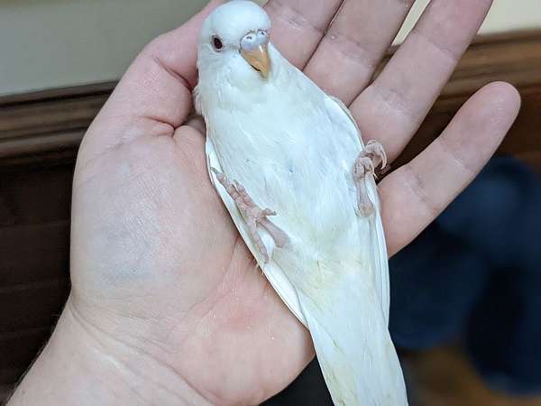 albino-bird-for-sale-in-chesterfield-va