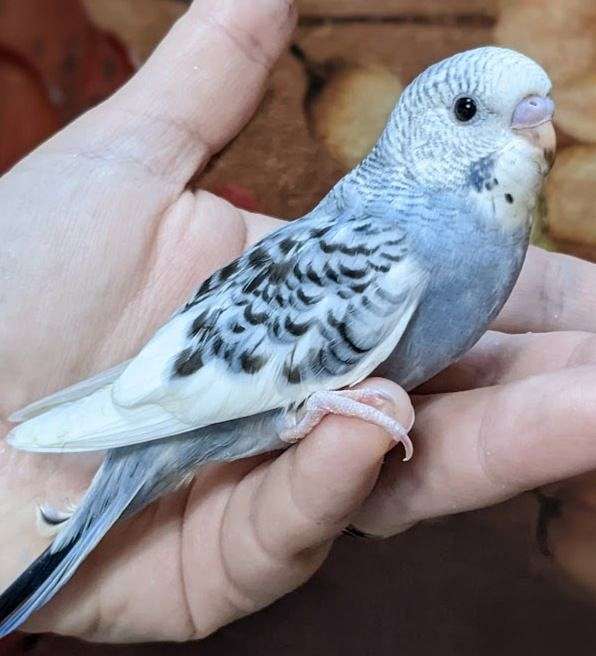 handfed-bird-for-sale-in-chesterfield-va