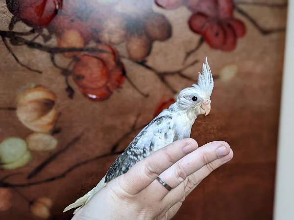 pearl-bird-for-sale-in-chesterfield-va