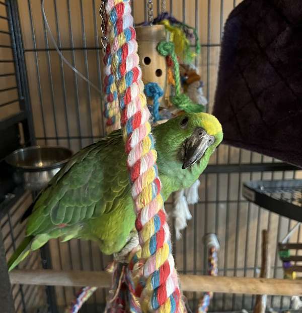 amazon-parrot-for-sale-in-endicott-ny