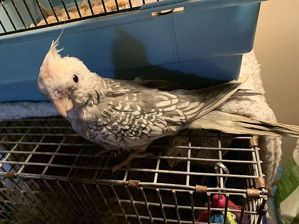 white-bird-for-sale-in-center-valley-pa