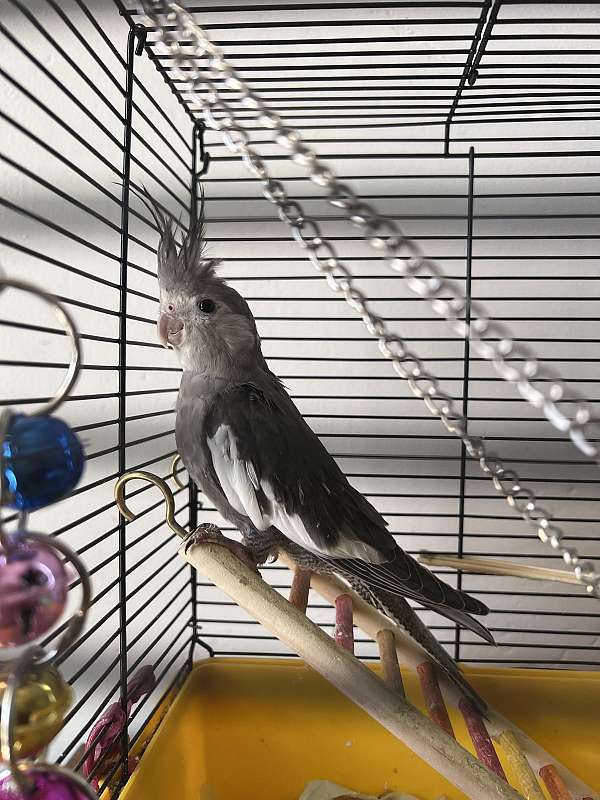 baby-young-bird-for-sale-in-bakersfield-ca