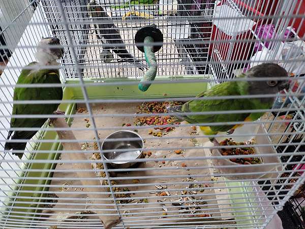 male-female-bird-for-sale-in-eau-claire-wi