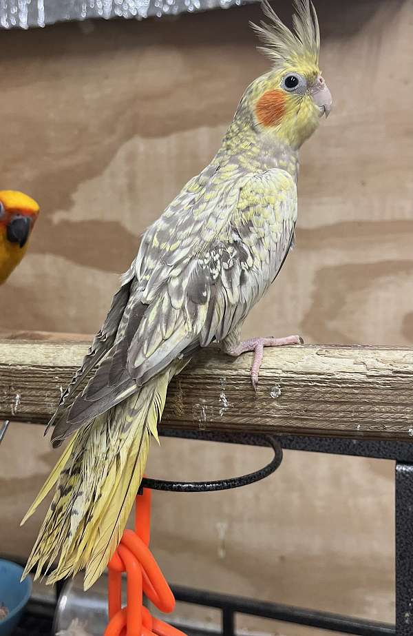 pied-bird-for-sale-in-columbia-md