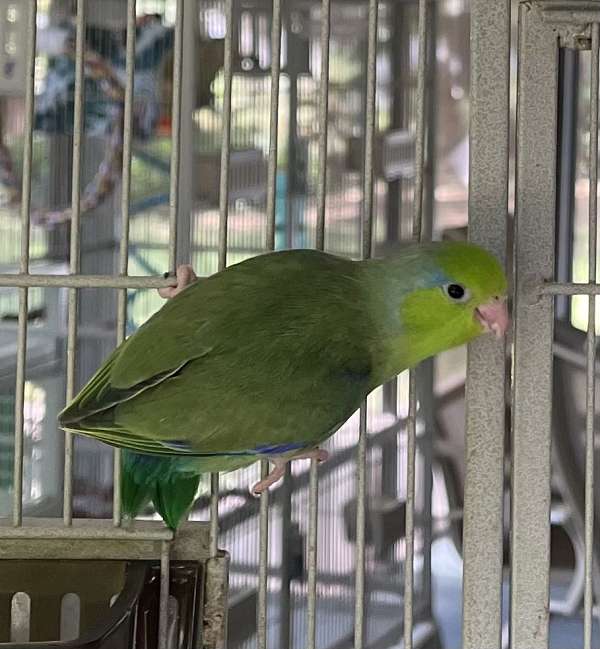 cute-bird-for-sale-in-port-st-lucie-fl