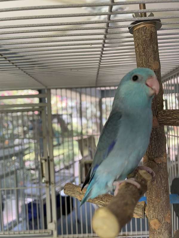 male-bird-for-sale-in-port-st-lucie-fl