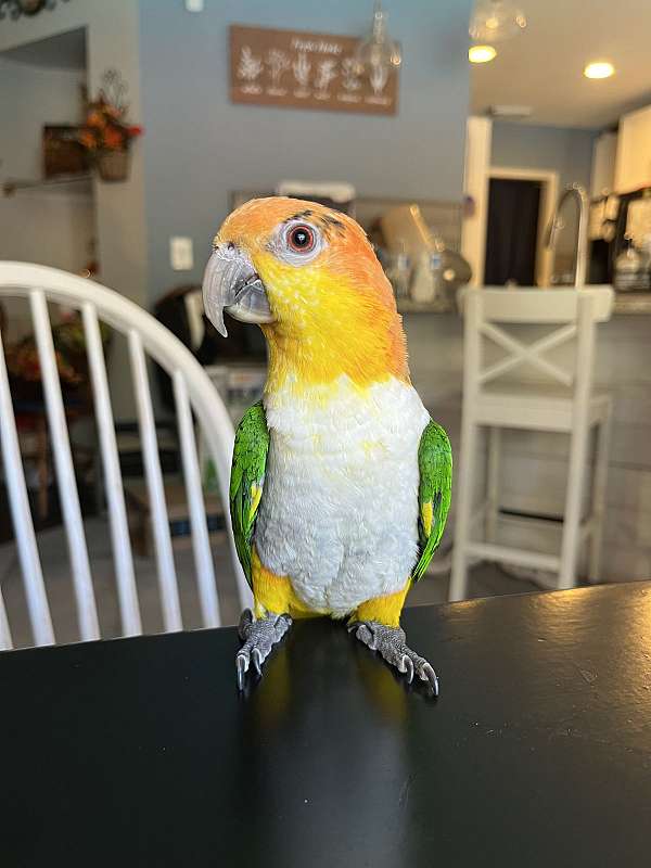 white-bellied-caique-for-sale-in-texas
