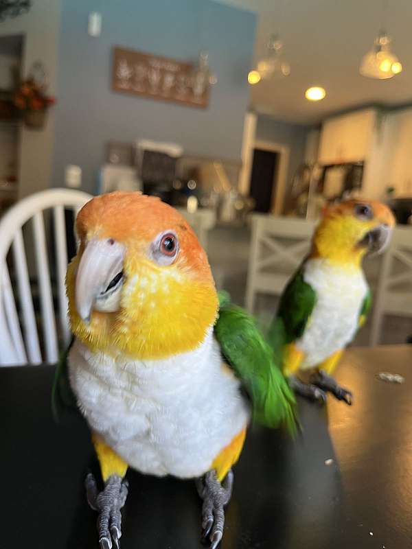 young-white-bellied-caique-for-sale