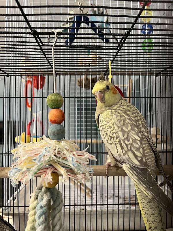 bird-adoption-in-westfield-ma
