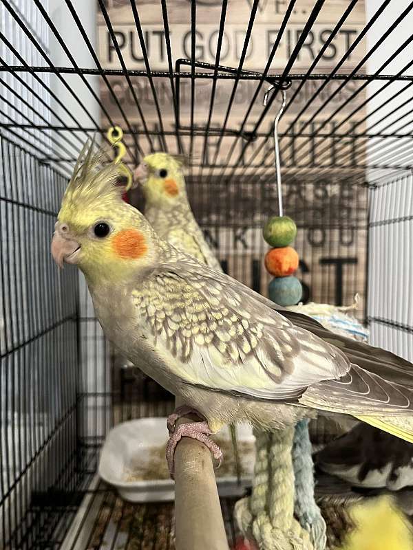 bird-parrot-adoption-in-westfield-ma