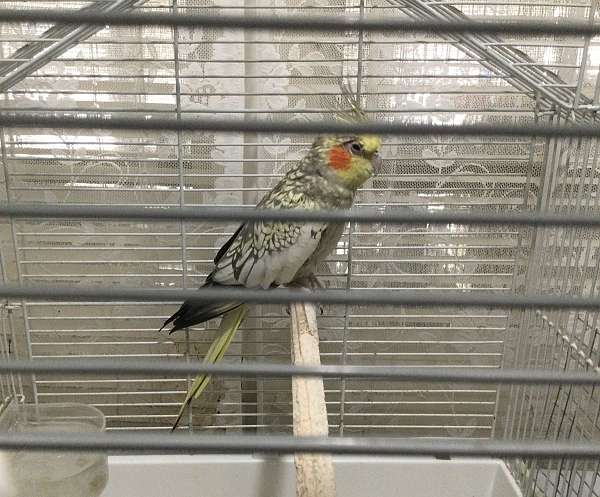 small-lady-gouldian-finch-for-sale