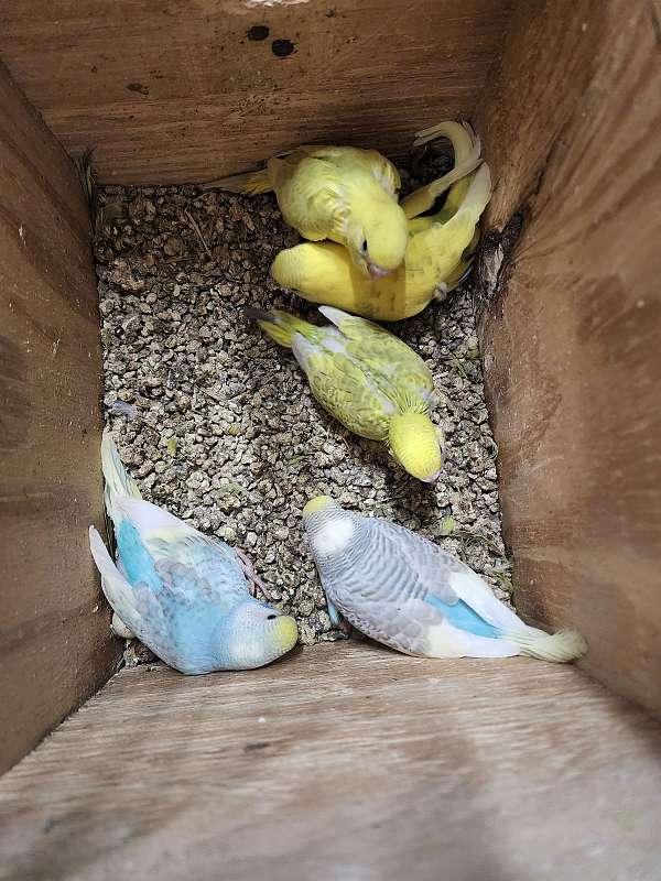 American parakeets babies