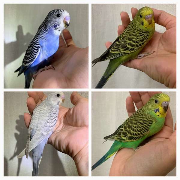 budgerigar-parakeet-for-sale