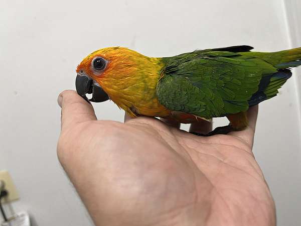 jenday-conure-for-sale-in-columbia-md
