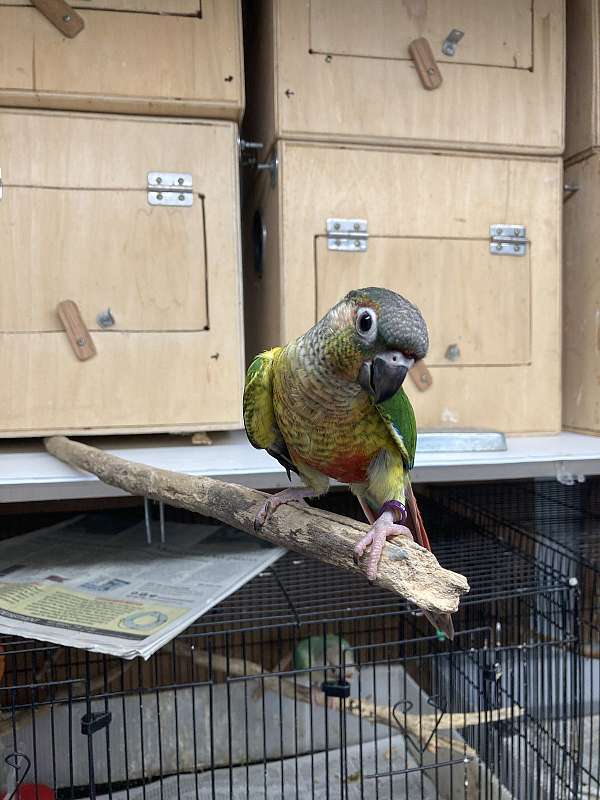 red-green-cheek-conure-for-sale