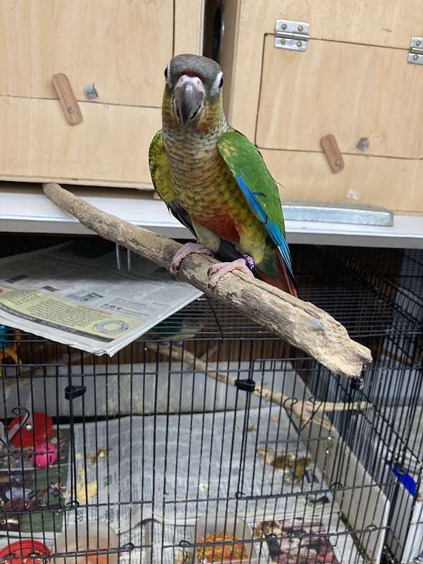 yellow-green-cheek-conure-for-sale