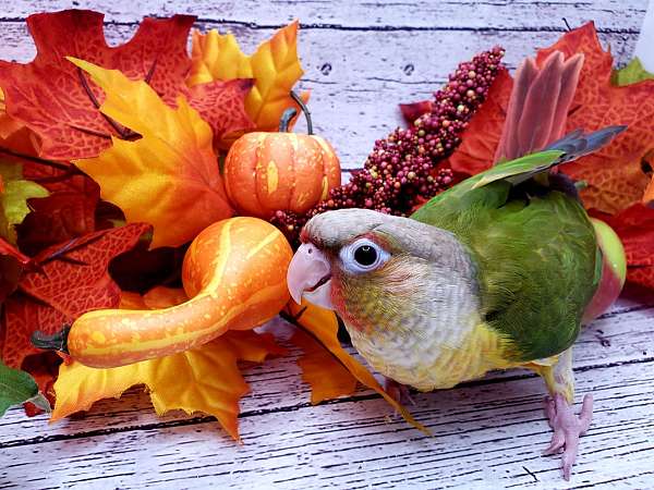 green-cheek-conure-for-sale