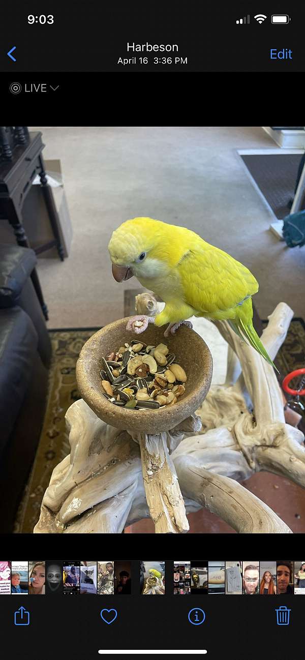 quaker-parrots-for-sale-in-viola-de