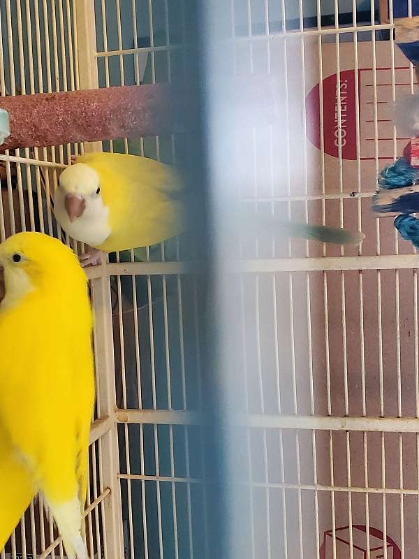 quaker-parrots-for-sale-in-lesage-wv