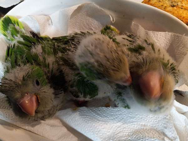 baby-bird-for-sale-in-harlingen-tx