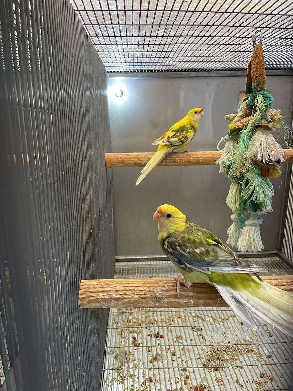 yellow-bird-for-sale-in-riverbank-ca