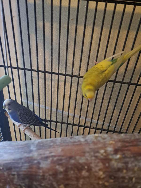 budgerigar-parakeet-for-sale-in-chatham-on