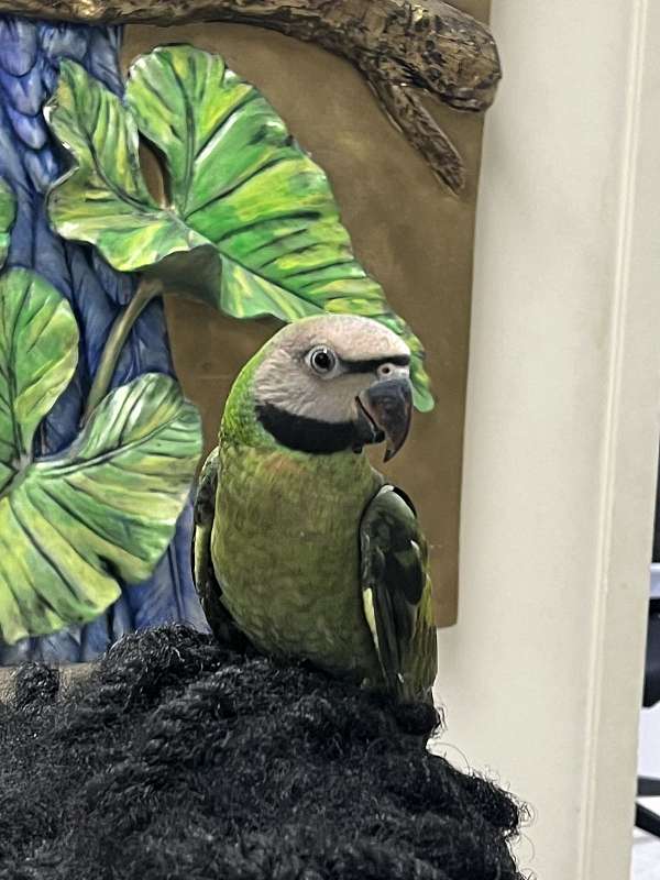 handfed-playful-parakeet-for-sale