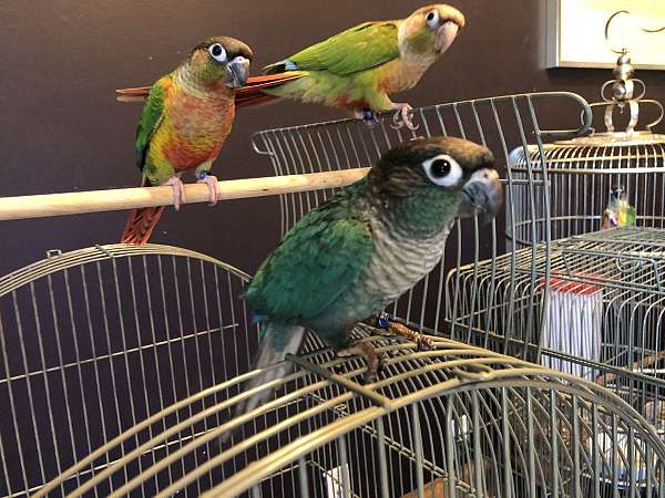 baby-green-cheek-conure-for-sale