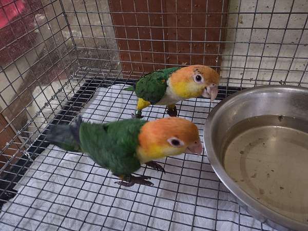 white-bellied-caique-for-sale-in-hutto-tx