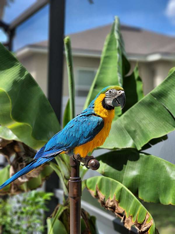 blue-gold-macaw-for-sale-in-davenport-fl