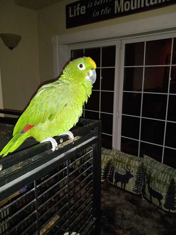 amazon-parrot-for-sale-in-grants-pass-or