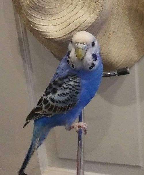 blue-purple-budgerigar-parakeet-for-sale