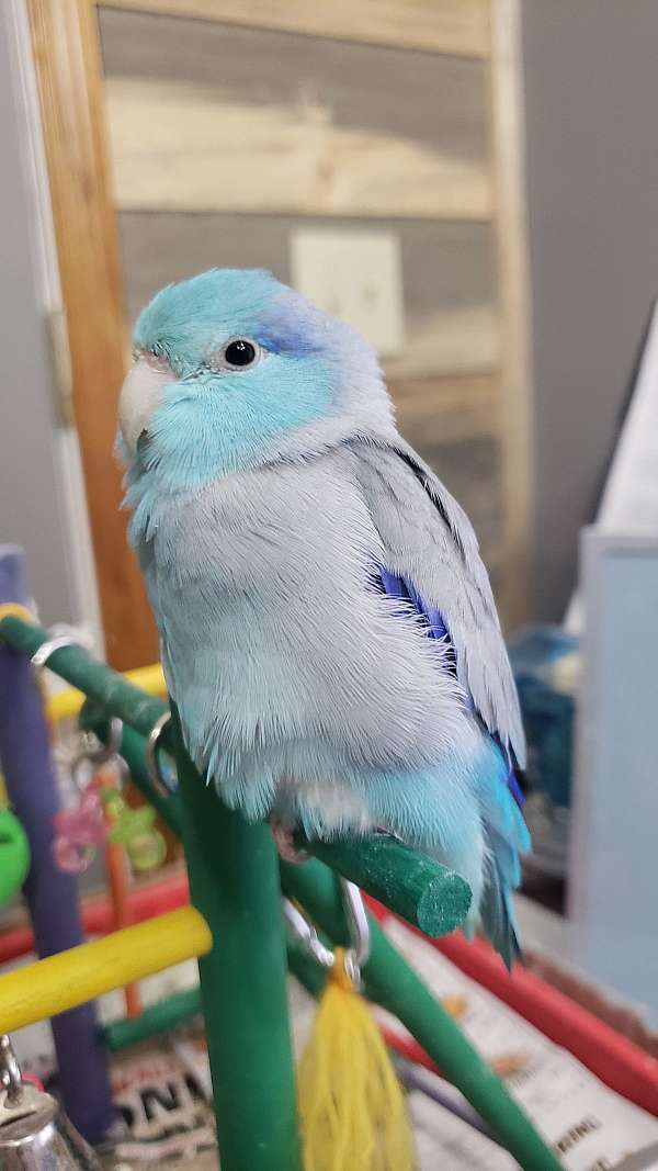 parrotlet-for-sale